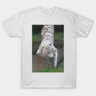 White Bengal Tiger Marking Territory T-Shirt